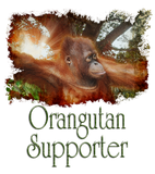 Discover Orangutan in Borneo Jungle Sunlight Wildlife