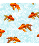 Discover gold fish pattern