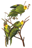 Discover : Parakeets - by John Audubon