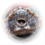Discover Turtle mouth open round frame Mad Musk turtle