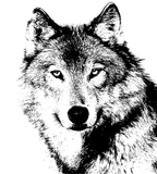 Discover Black & White Wolf Artwork