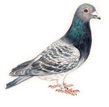 Discover Pigeon Bird Art Sweat