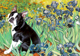 Discover Irises - Boston Terrier #4