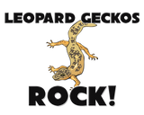 Discover Leopard Geckos Rock
