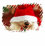 Discover Bichon Frise puppy wearing Santa costume