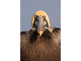Discover Funny Grumpy Pelican