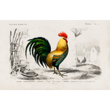 Discover 1800's Rooster Chicken Coop Illustration Polo