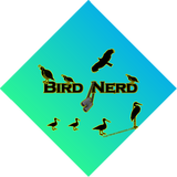 Discover Bird Nerd Blue Green Ombre on Black
