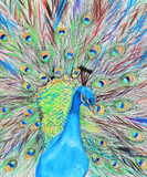 Discover Watercolour Peacock Painting