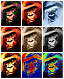 Discover Gorilla Faces