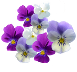 Discover Purple and White Pansies Purple