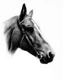 Discover Black & White Horse