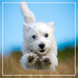 Discover A Cute West Highland Terrier Puppy Running