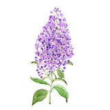 Discover purple lilac flower watercolor