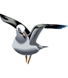 Discover Beautiful animation seagull illustration
