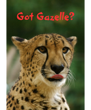Discover Got Gazelle?