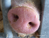 Discover Pink Pig nose close up photograph