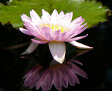 Discover Pink Lotus Waterlily T