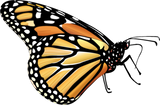 Discover Monarch Butterfly T-Shirts