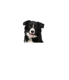 Discover My Dog Can't Control His Licker Border Collie T-Shirts