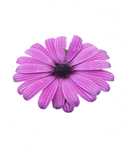 Discover Vintage Purple Flower