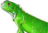 Discover lizard eidechse echse reptile reptilien animal tie