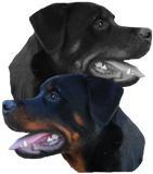 Discover Rottweiler,dog head,dog breed,doge,dog lover,dog T-Shirts