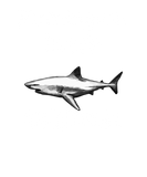Discover Huntington Beach California White Shark T-Shirts