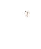 Discover My Dalmatian Is My Best Friend T-Shirts