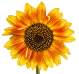 Discover flower power - beautiful sunflower blossom