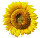 Discover beautiful sun flower blossom with bees