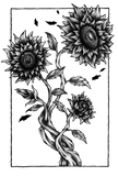 Discover Sunflower Drawing Black and White T-Shirts
