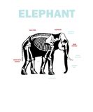 Discover Elephant Anatomy T-Shirts