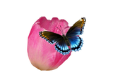 Discover Tulip with butterfly - Great gift idea