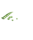 Discover World Peace Now Peas Vegetable Humor Vegan Gift T-Shirts