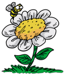 Discover COMMON DAISY FLOWER Bee Cartoon Comic