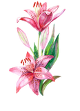 Discover Lily, Flower, Watercolor, Handmade, Flowers