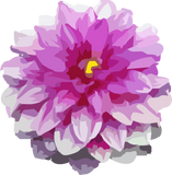 Discover beautiful pink / purple flower