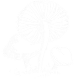 Discover Vintage Botanical Fungi Magic Mushroom Botany Gift T-Shirts
