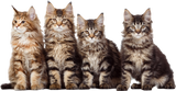 Discover 4 MAINECOON KITTENS T-Shirts