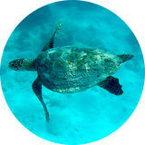 Discover Green Sea Turtle On Seychelles T-Shirts