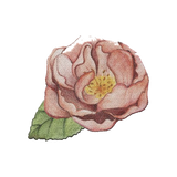 Discover Hand drawn peony flower isolated