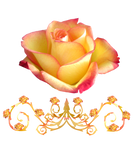 Discover orange rose, ornament, roses, flowers, petal bloom T-Shirts