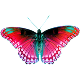 Discover pretty butterfly photo red and green insect