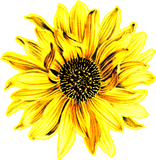 Discover Yellow Flower -Sunflower T-Shirts