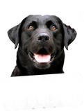 Discover LABRADOR RETRIEVER PROPERTY T-Shirts