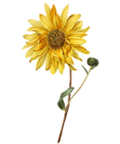 Discover Yellow Sunflower & Bud. Beautiful Graphic T-Shirts.