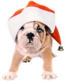 Discover Dog Santa Claus Merry Christmas Gift idea T-Shirts