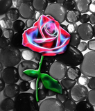 Discover Fantastic rose on black and white gems. T-Shirts