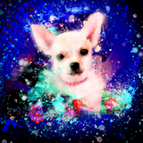 Discover Chihuahua, dog, little dog ,poster, painting